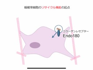 劣化コラーゲン　エンドサイトーシス　Endo180　メリッサエキス　丸善製薬