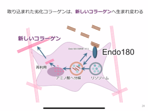 劣化コラーゲン　エンドサイトーシス　Endo180　メリッサエキス　丸善製薬