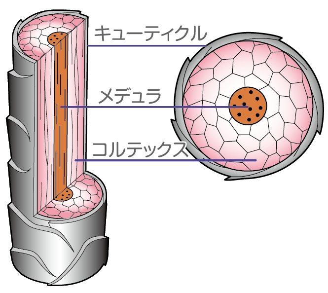 髪の基礎知識 毛髪構造から視るヘアダメージの原因とは 美容科学ラボ